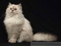 Persian