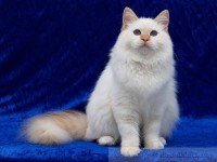 Turkish Angora