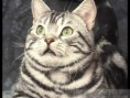 American Shorthair