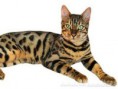 Bengal