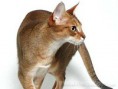 Chausie