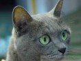 Korat