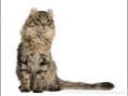 American Curl